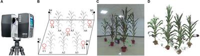 An Accurate Skeleton Extraction Approach From 3D Point Clouds of Maize Plants